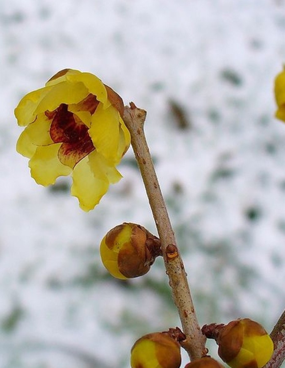 Wintersweet flowers in winter, producing lightly fragranced yellow blooms.