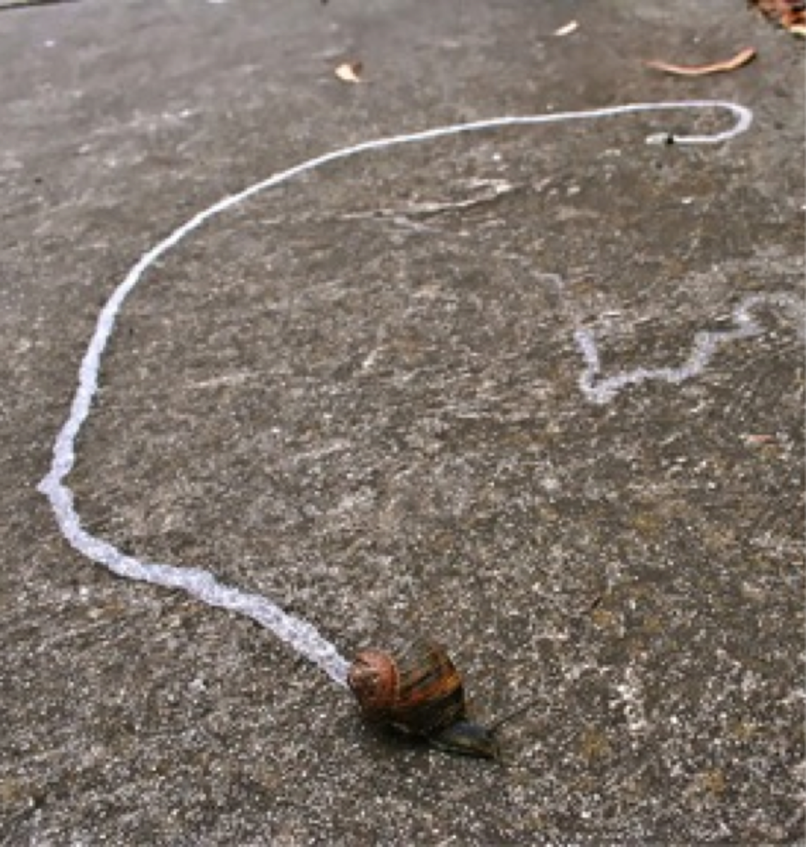If you spot a snail trail, follow it and you'll most likely find the snail that made it.