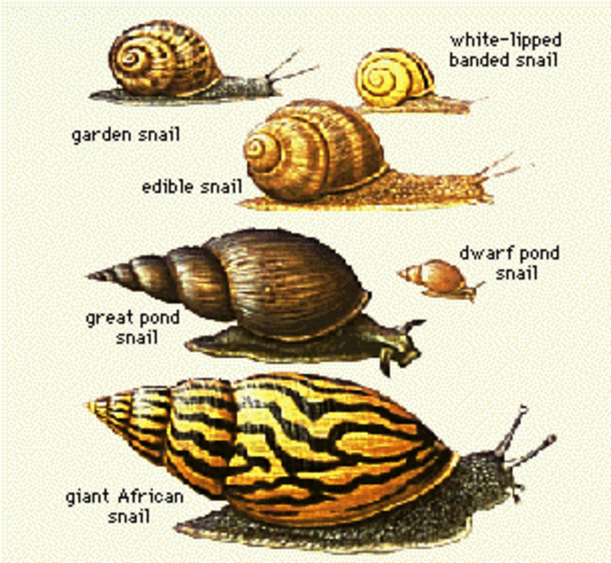 A Quick Look at Different Kinds of Snails