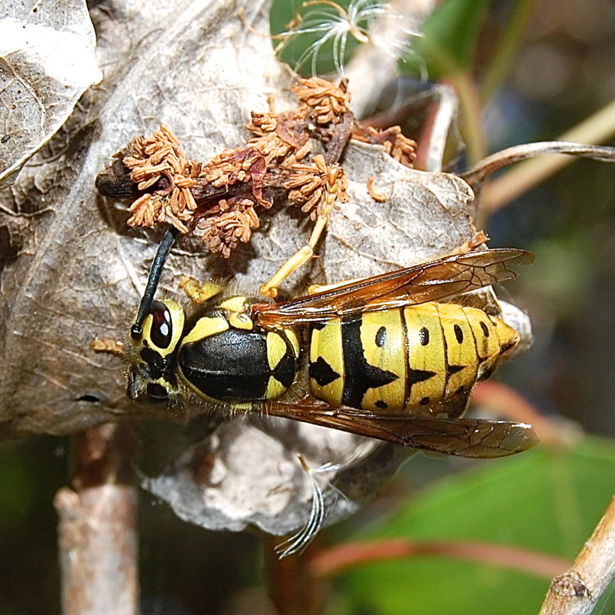 A western yellow jacket queen (Vespula pensylvanica) in North America: yellow jackets are a type of wasp but aren't hornets.