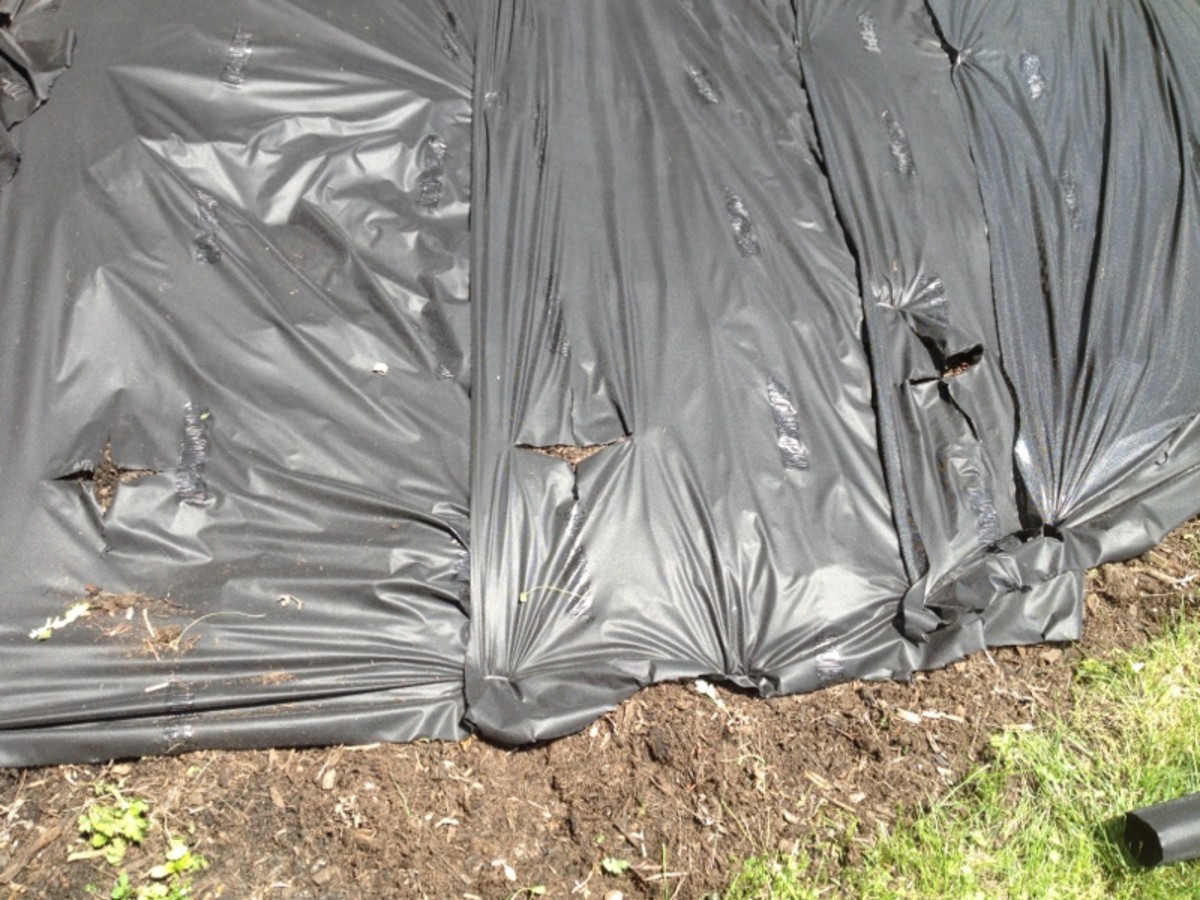 Adhering gardening tarp down before planting.