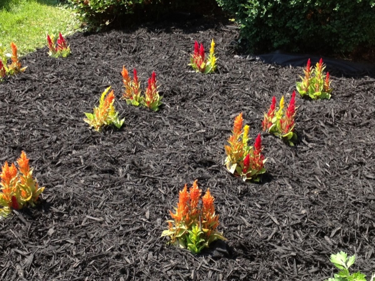 Multicolored Celosia flowers (this is how the flowers will look after mulching).