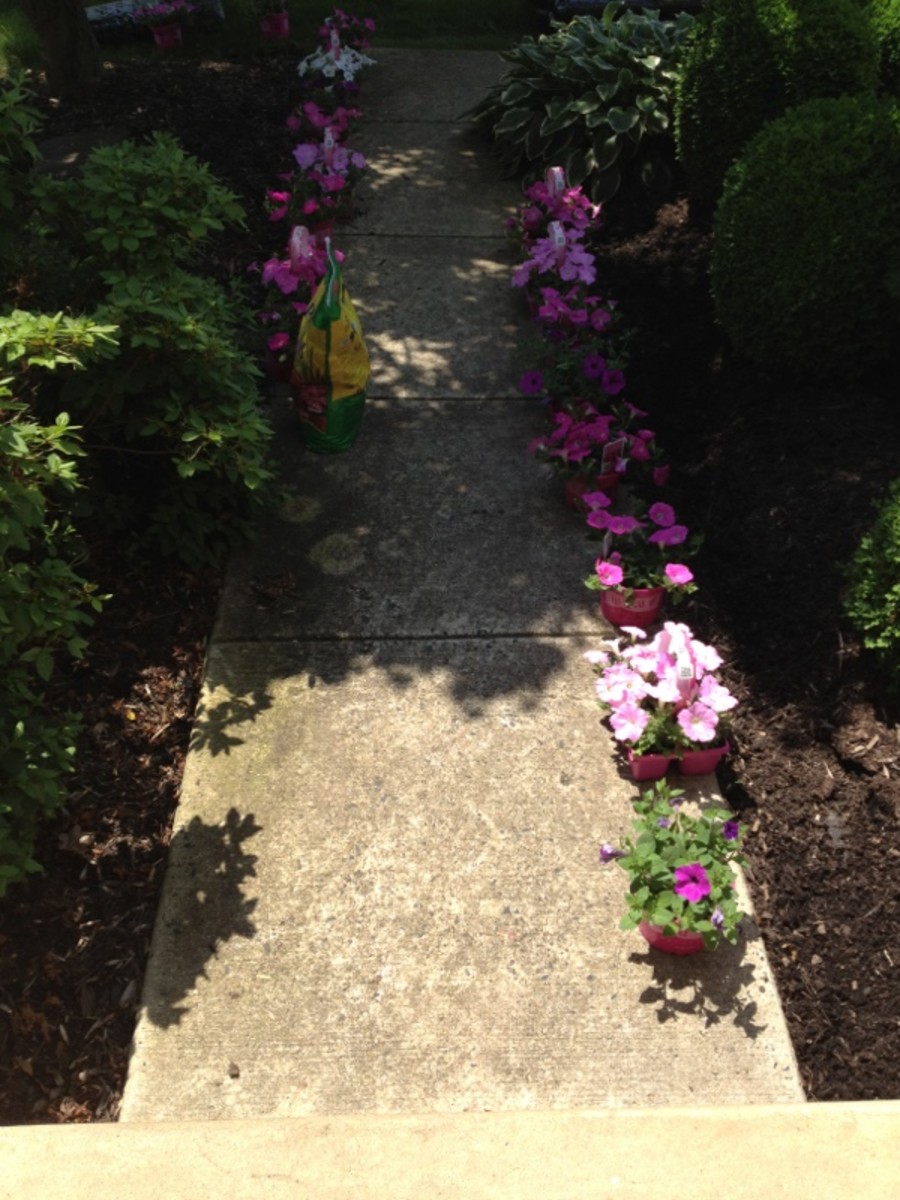 Preparing to plant flowers