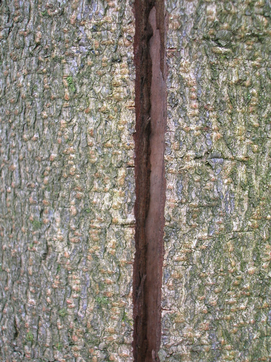 Young frost crack injury Young frost crack injury