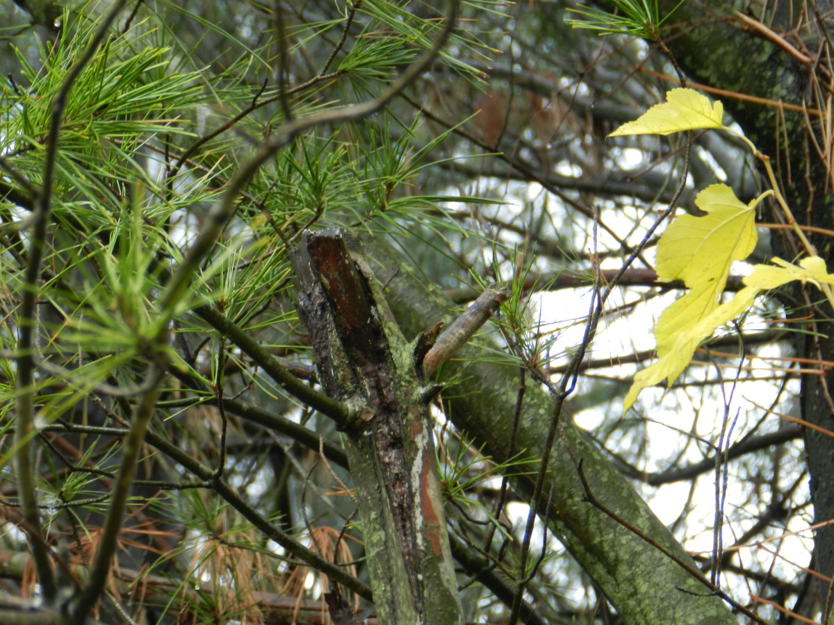 How to Protect New Trees in Winter Dengarden