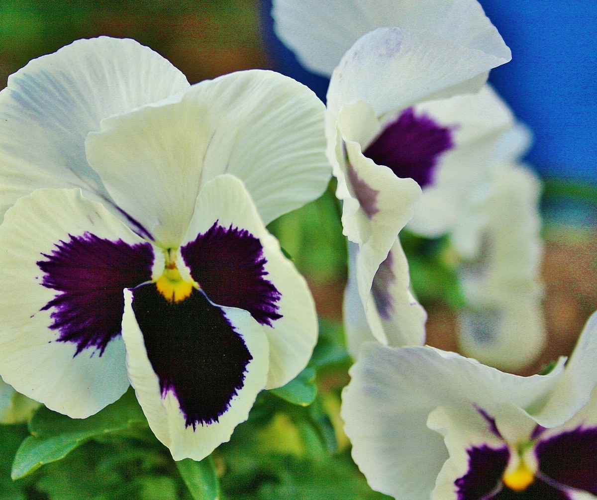 How to Grow Pansies Year Round Dengarden