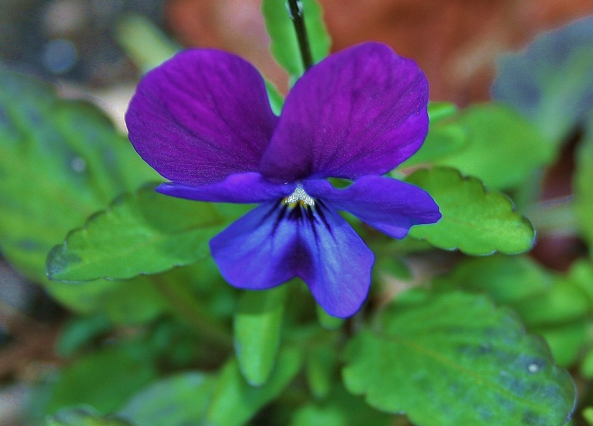 Many pansies in the viola group have a sweet fragrance.