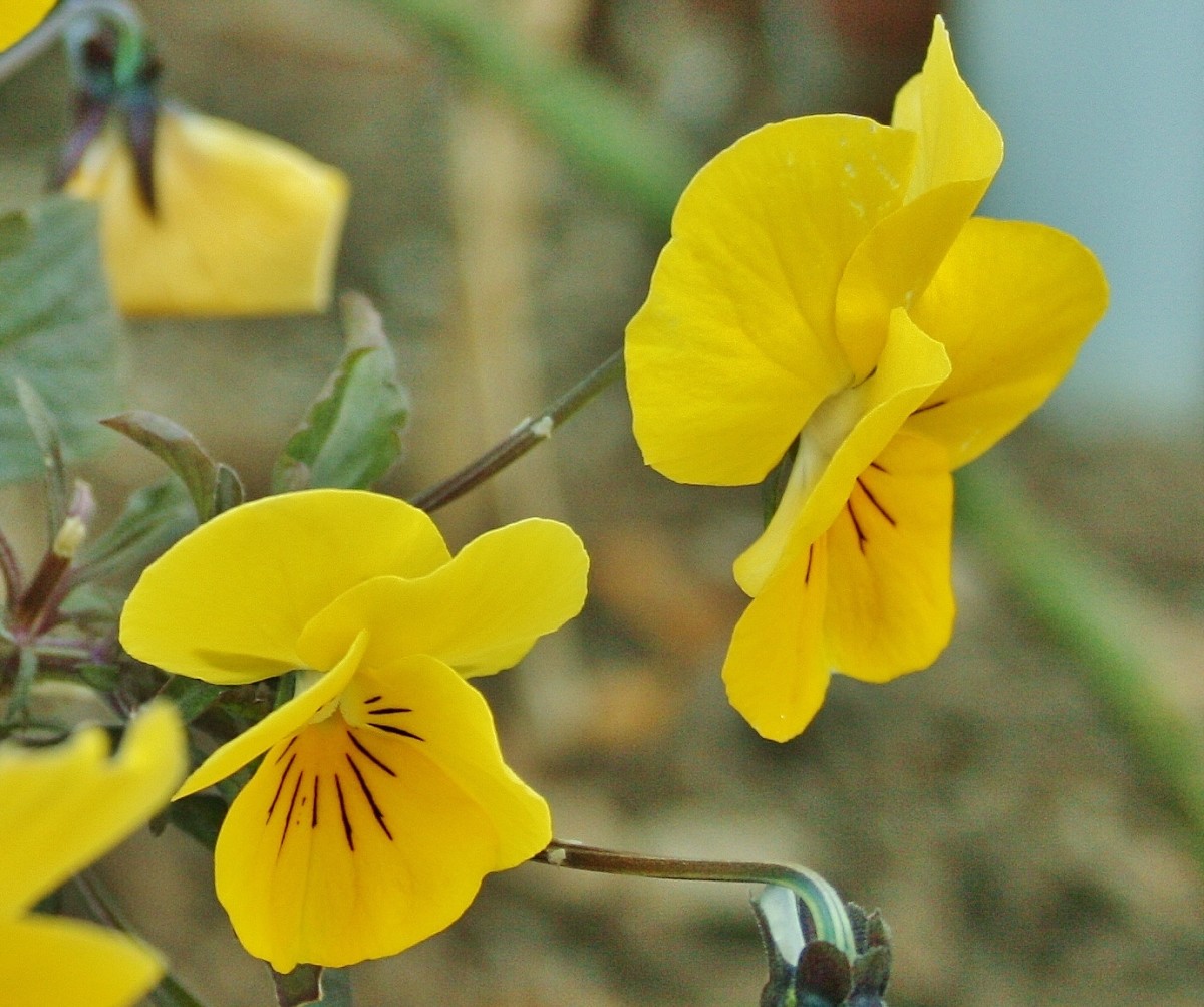 How to Grow Pansies Year Round Dengarden