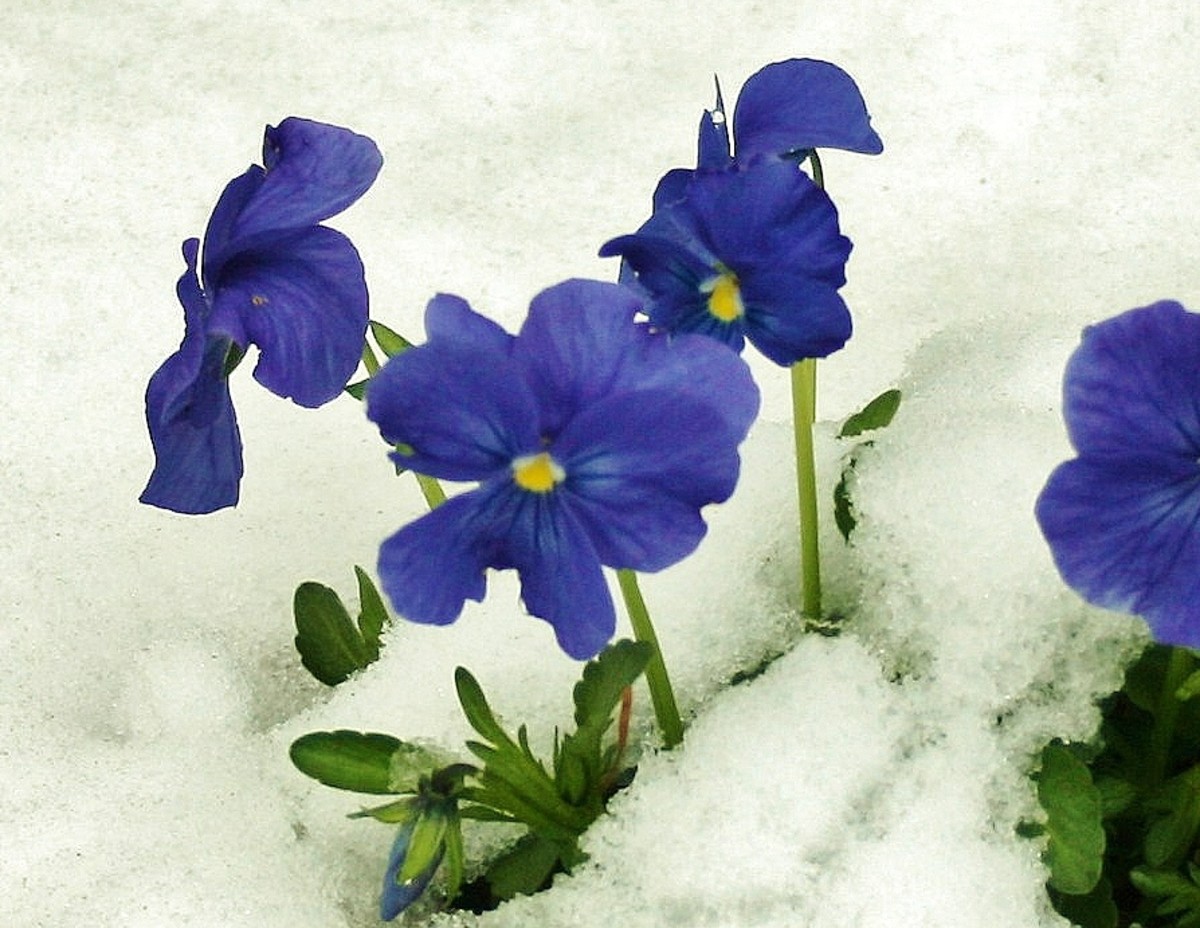 How to Grow Pansies Year Round Dengarden