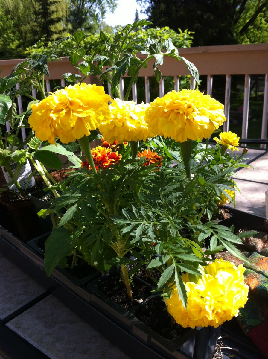 Marigolds are an invaluable addition to any vegetable garden.