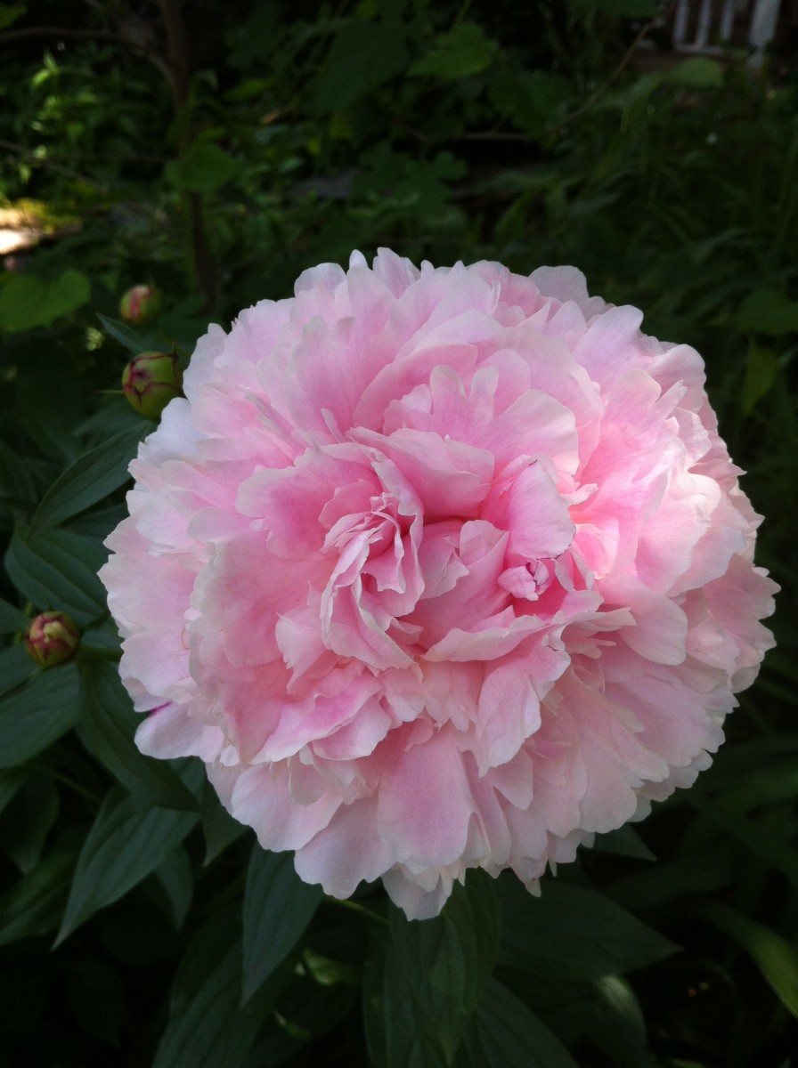 Pink peony in my front yard garden.