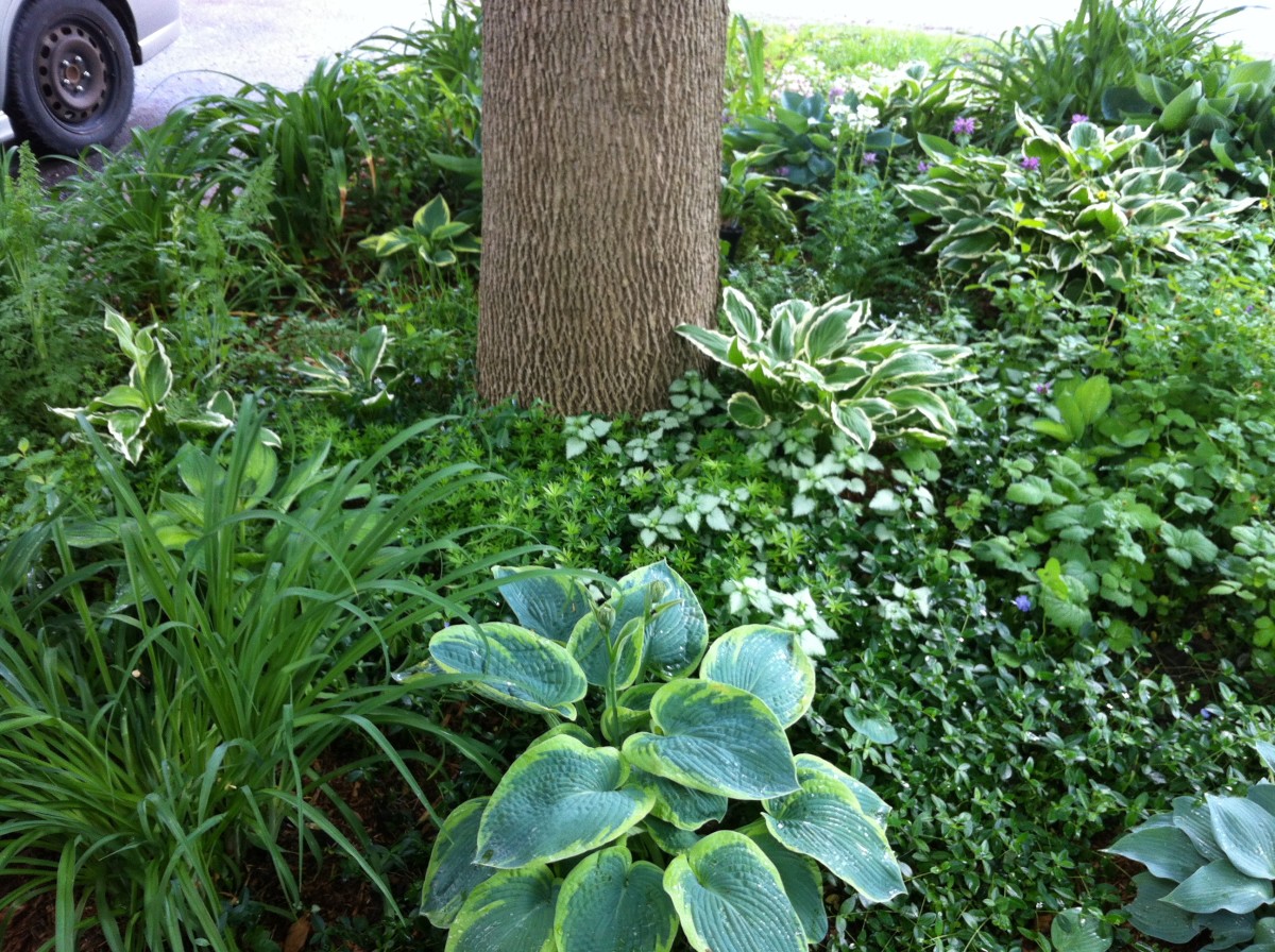 Hostas and assorted groundcovers thrive in a shady area of my garden and require virtually no maintenance.