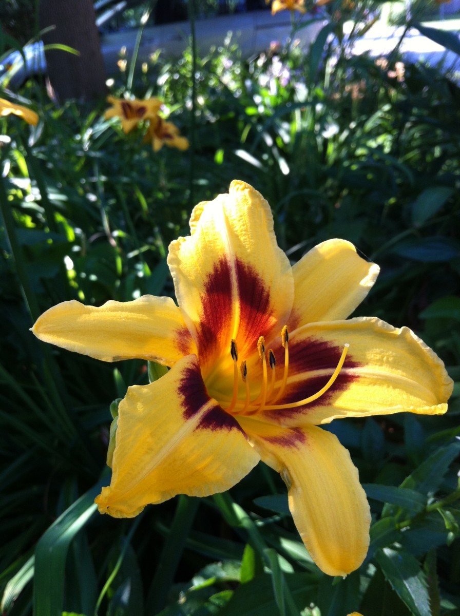 Daylilies in my front yard greet neighbours as they pass by.