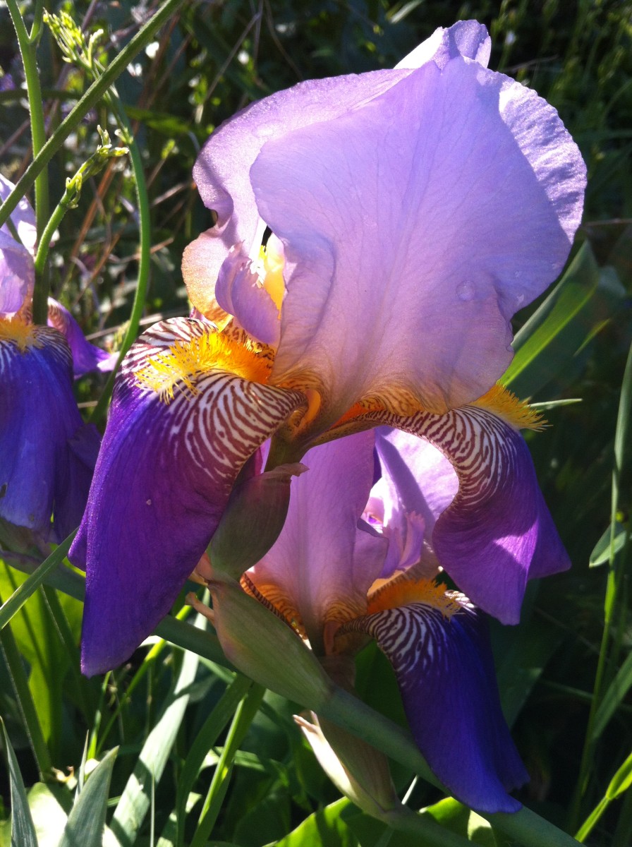 I've been fortunate to receive many free plants from other people's gardens, including these beautiful irises.