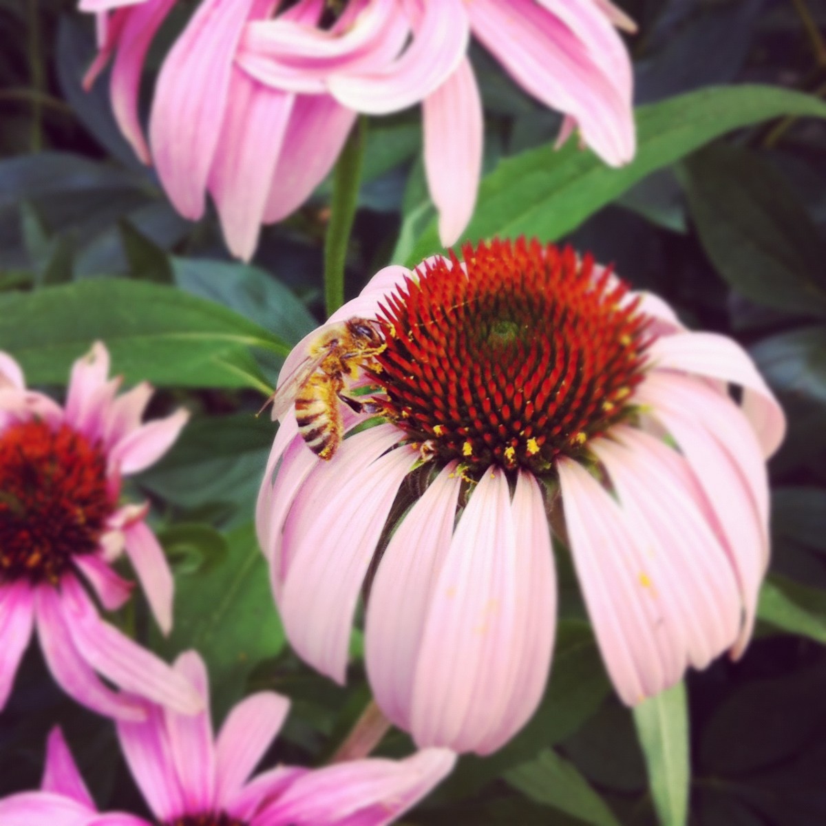 Bee on coneflowers in my front yard garden this summer.