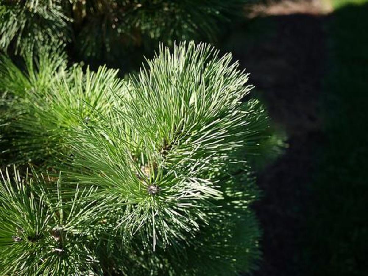 Austrian pine has long full needles.