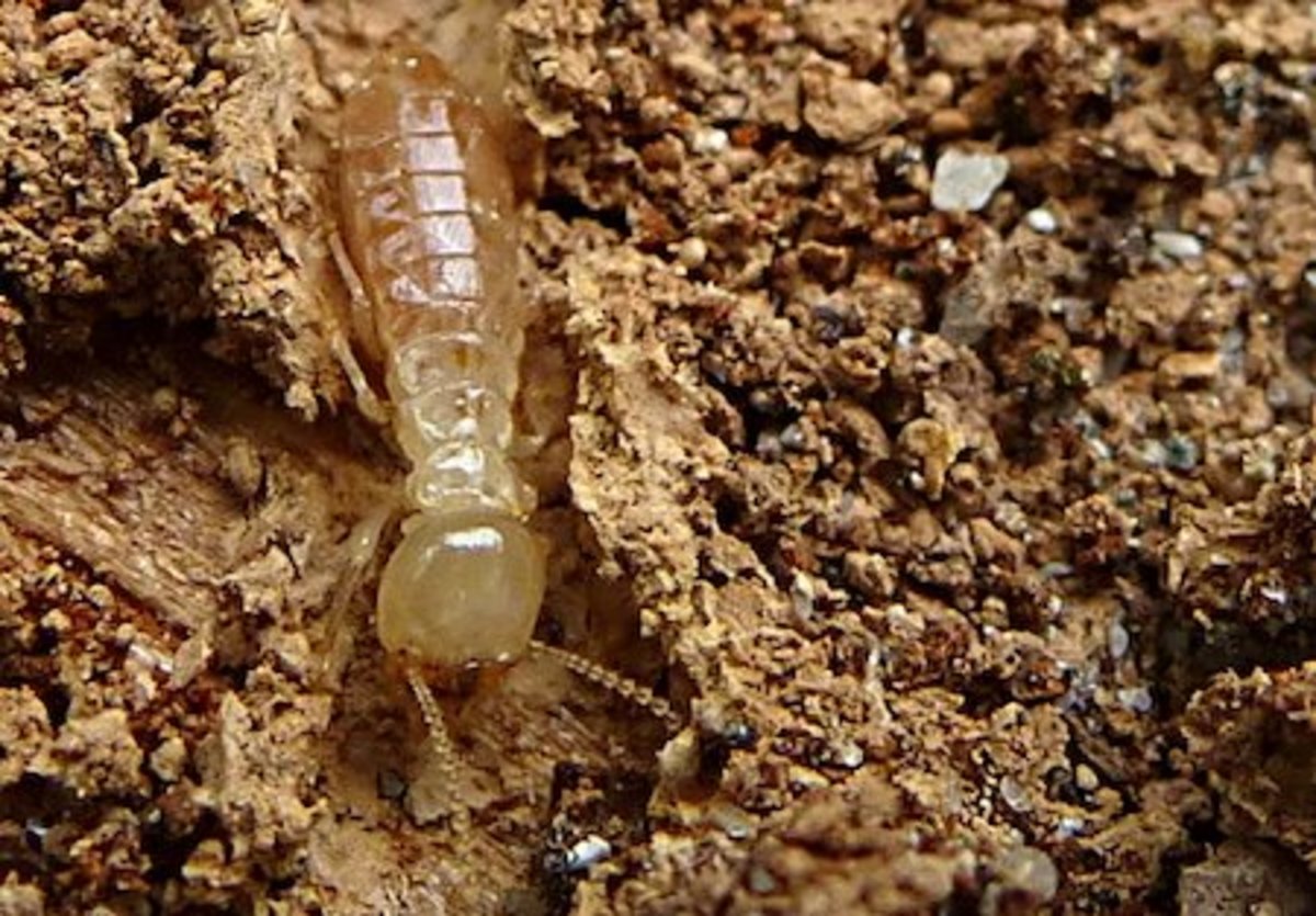 A hungry termite