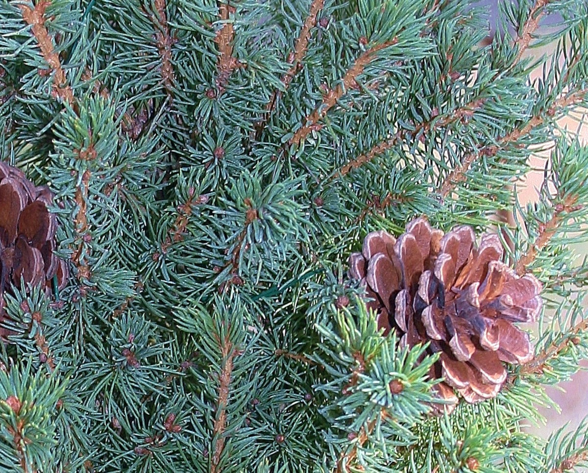 Decorative pine cones were attached to the tree from LL Bean with long pieces of thick florist's wire.