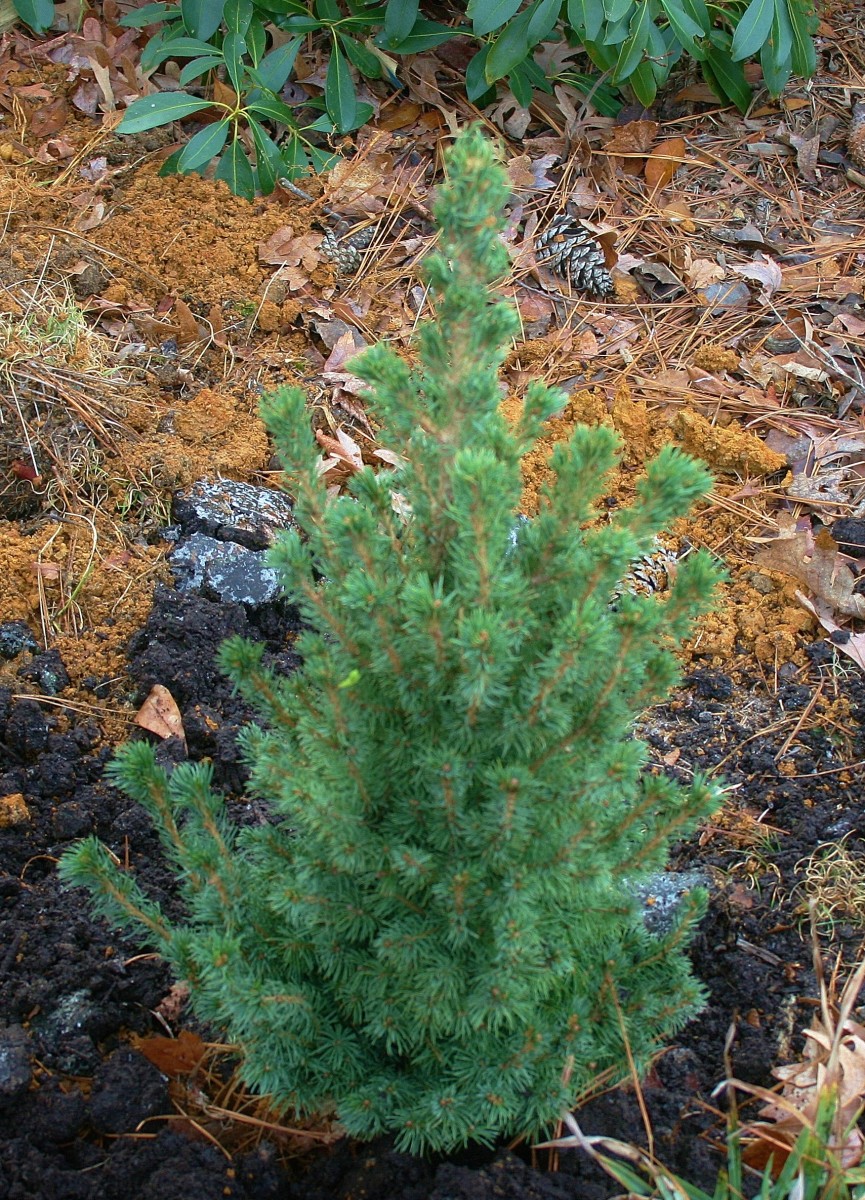 We planted the Douglas Fir by the woods in clay soil cut with loamy topsoil.