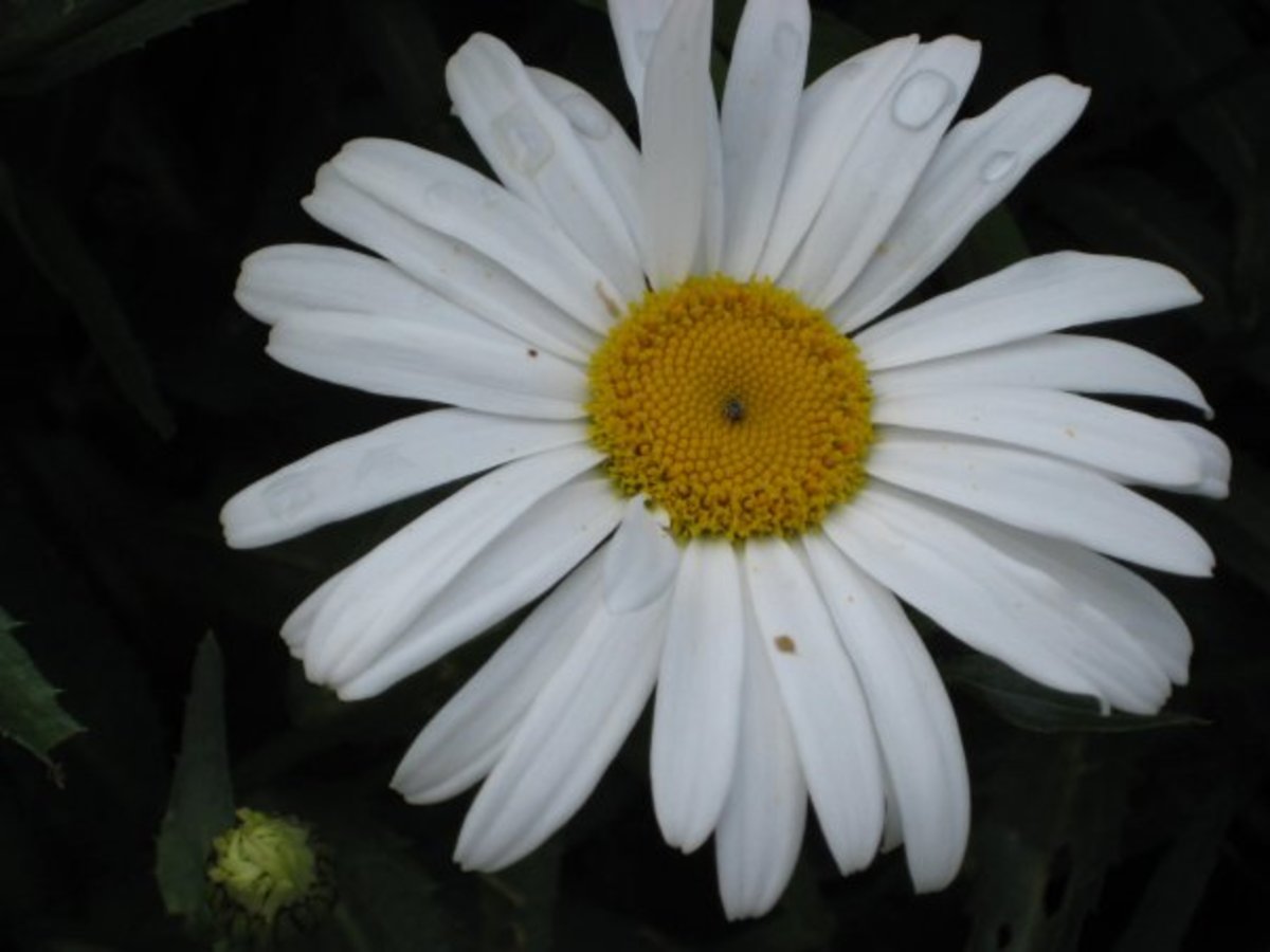 White daisy.