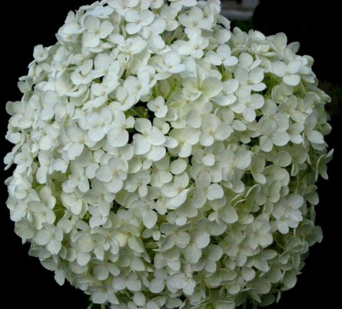 Plantas de jardín con flores blancas.