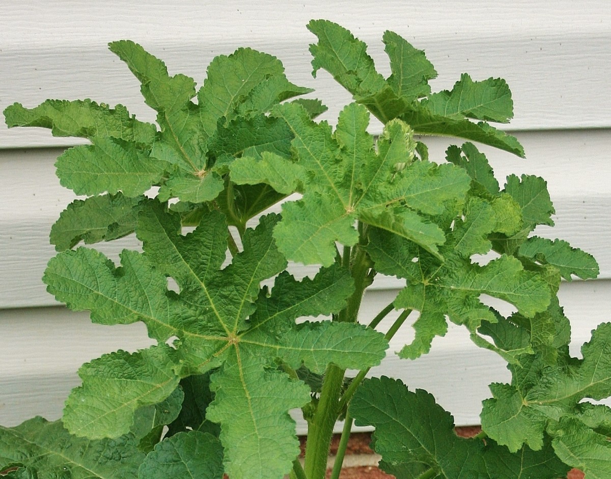 Biennial hollyhock planted in spring is unlikely to bloom the first year.