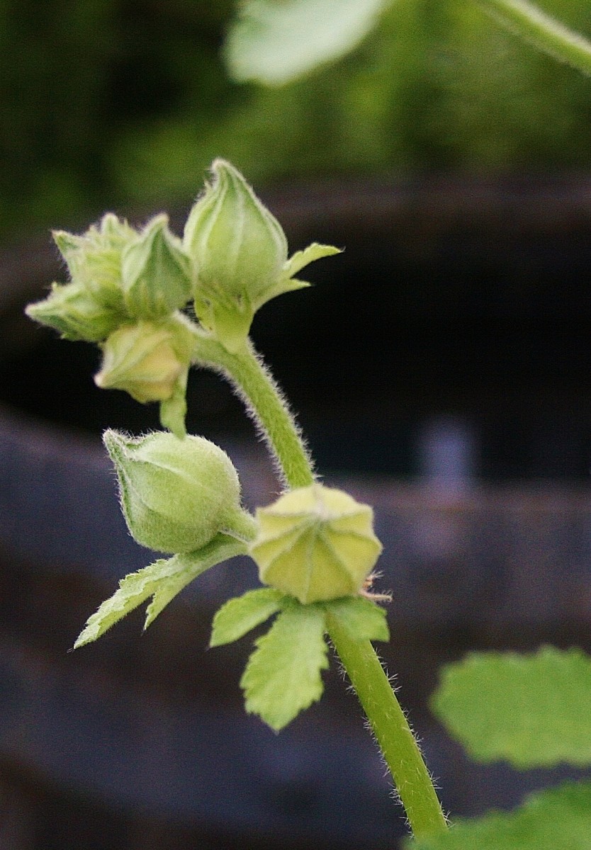 Young hollyhock buds are tender and green, with a shape similar to their drying seed pods.