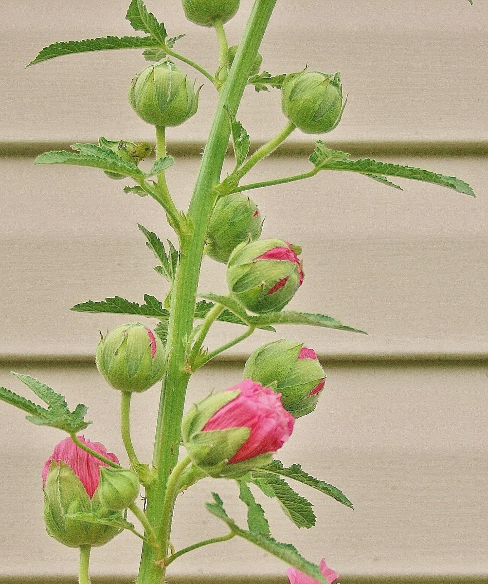 Hollyhocks are well loved for their tall spires of multiple flowers.