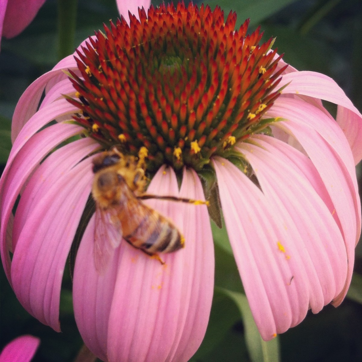 Help attract bees to your vegetable garden by planting flowers nearby.