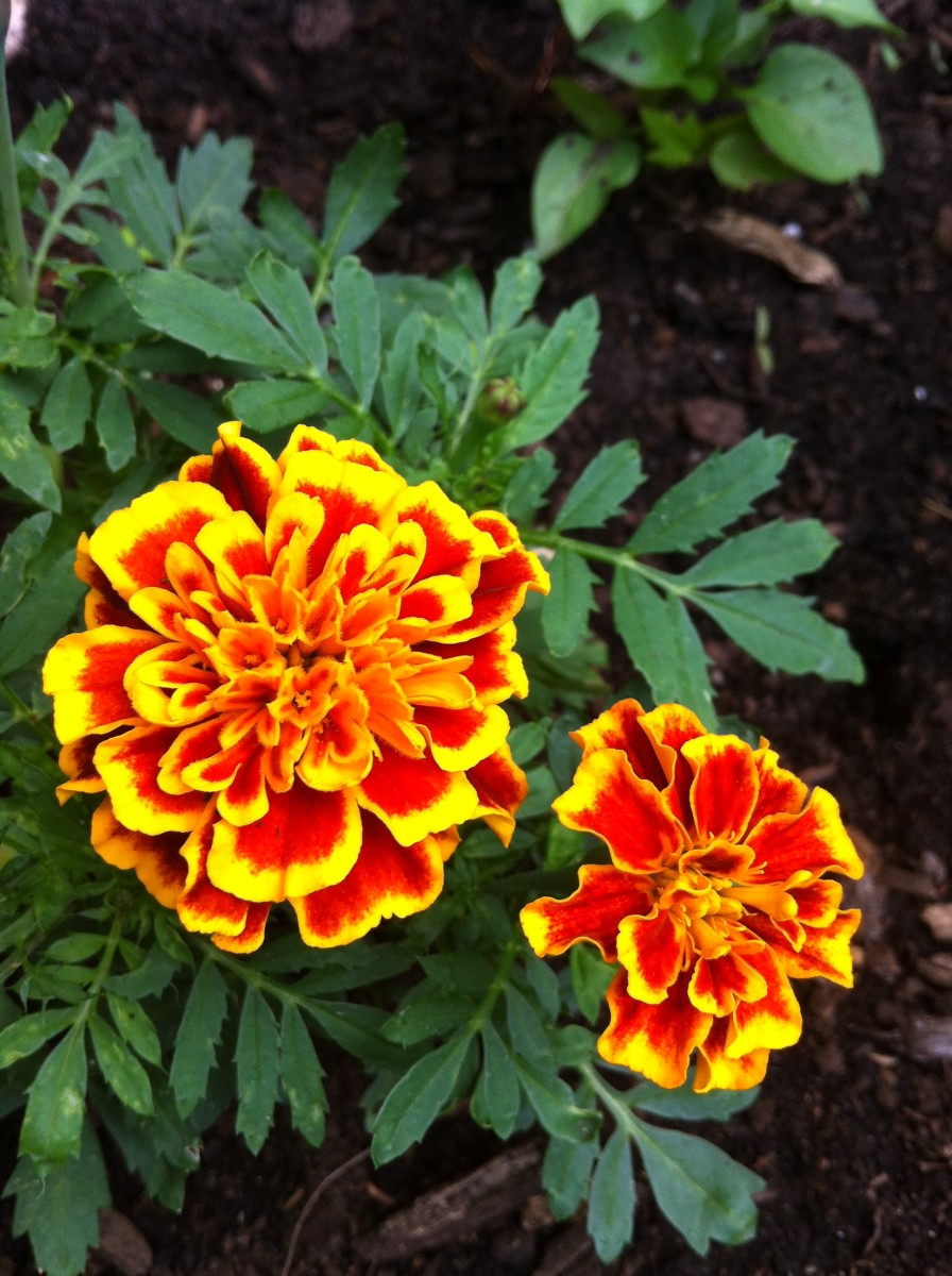 Marigolds are great companions—every vegetable garden needs some marigolds.