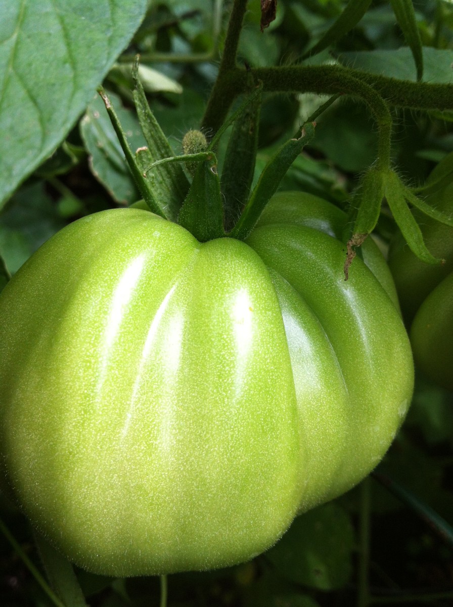 Heirloom tomatoes have amazing flavour.