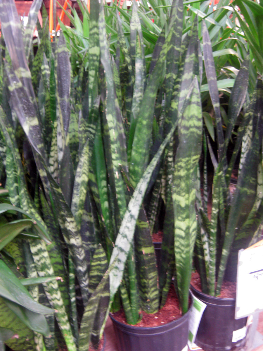 Snake Plant or Sanseviera trifasciata