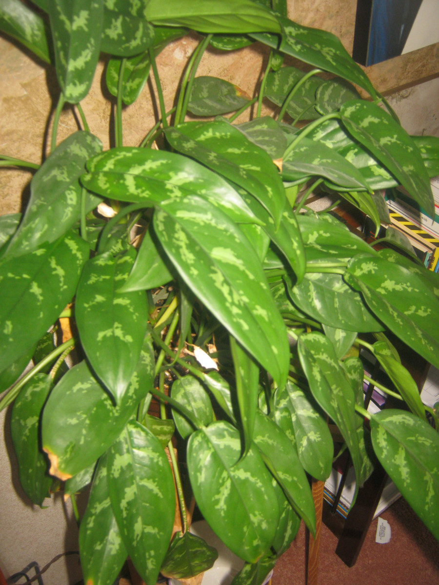 Chinese Evergreen or Aglaonema