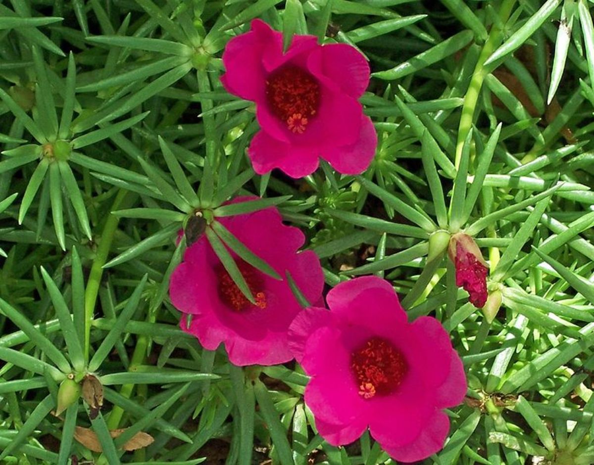 Moss rose can tolerate cold and hot conditions and create colorful ground covers. 