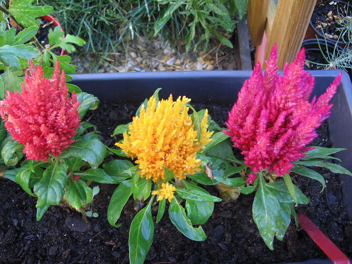 Children often find celosia fascinating due to their unique and attractive flowers.