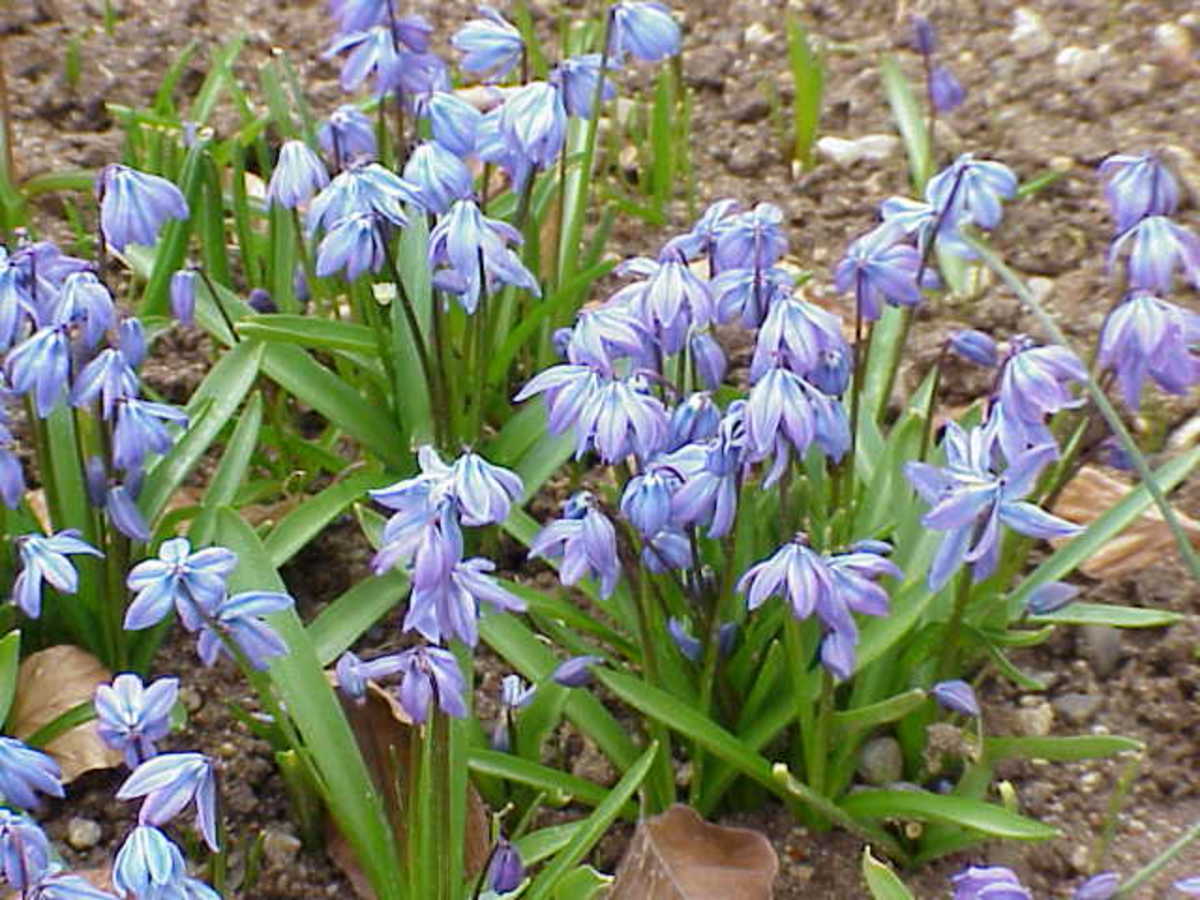 Siberian Scilla, or Blue Siberian Squills, come in blue and white varieties. 