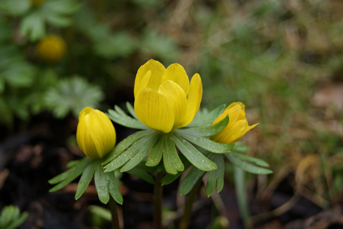 Winter aconite produces bright yellow flowers in early spring.
