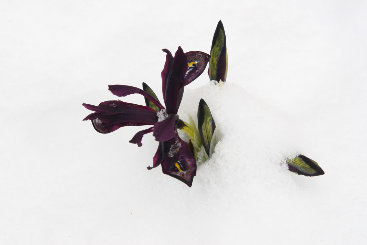 The dwarf iris blooms at approximately the same time as snowdrops. This flower is a very pretty way to welcome spring!