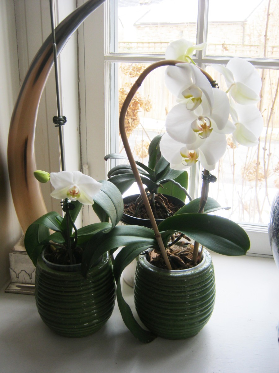 Theses moth orchid have been in a north east facing window for several years.