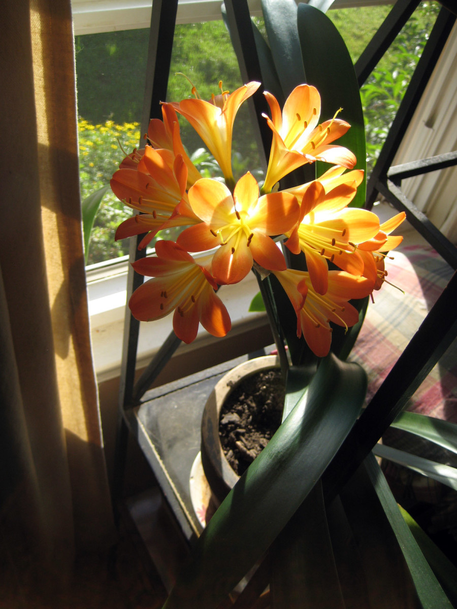 How to Choose the Best Houseplants for Beginners Dengarden