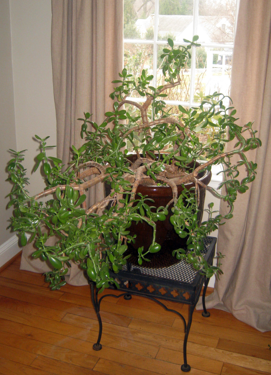 This old Jade plant is so top heavy it needs to live in a large, heavy container.