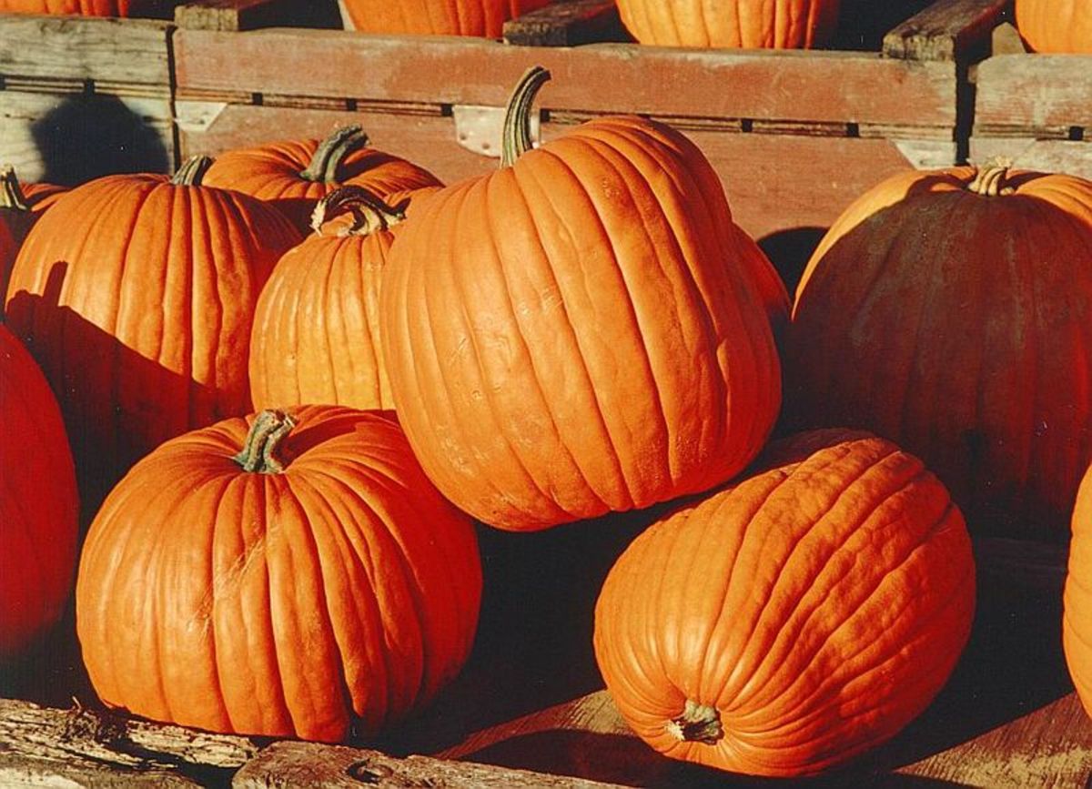 how-to-grow-big-pumpkins