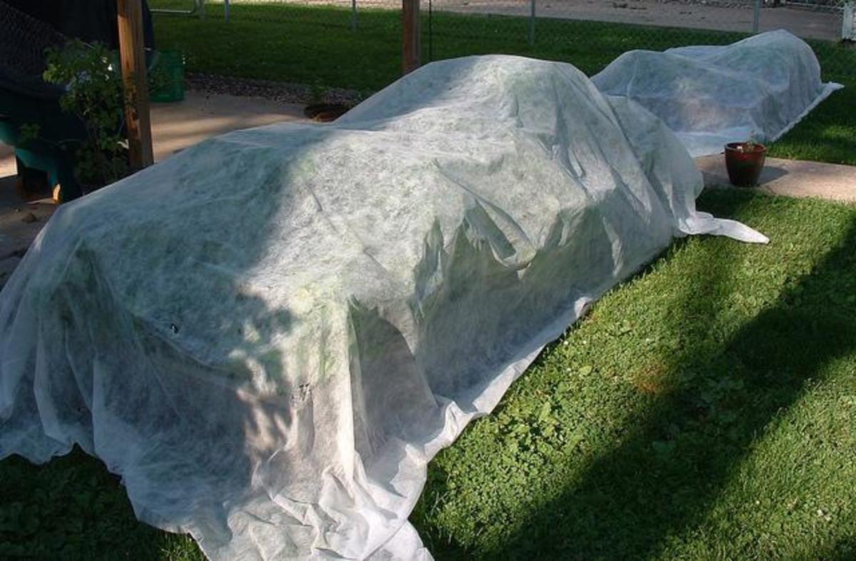 A floating row cover like this is great for protecting tomatoes or peppers from a late frost.