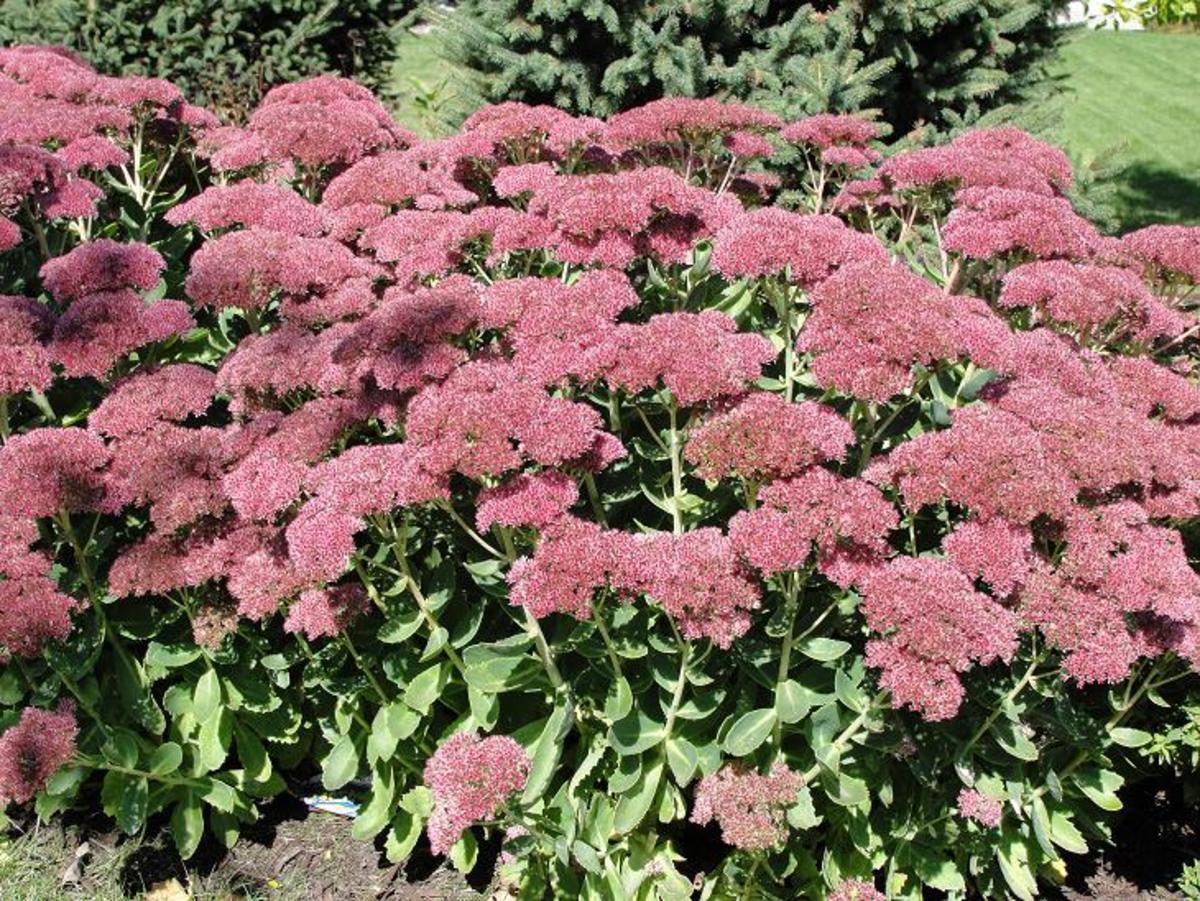 Sedum provides a rich deep red or bronze color, depending on the variety.