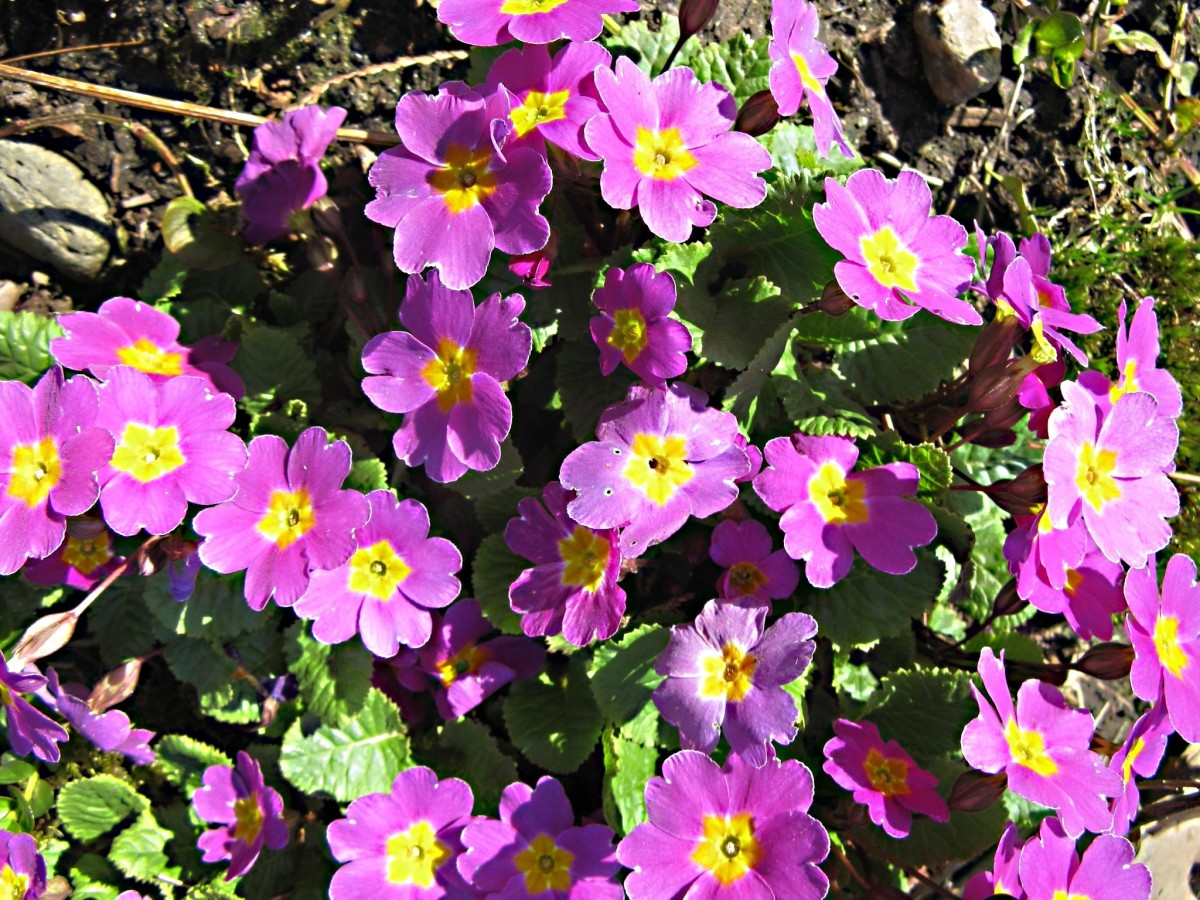 A group of pink polyanthus primrose flowers can be a cheerful sight.