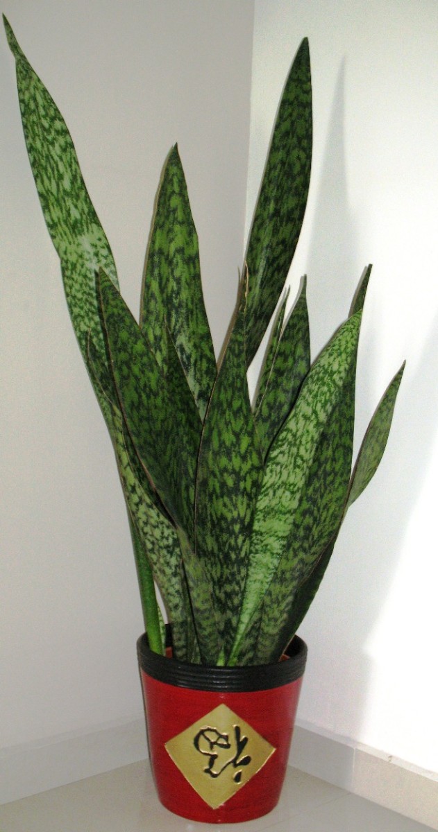 Mother-in-Law's Tongue or Snake Plant