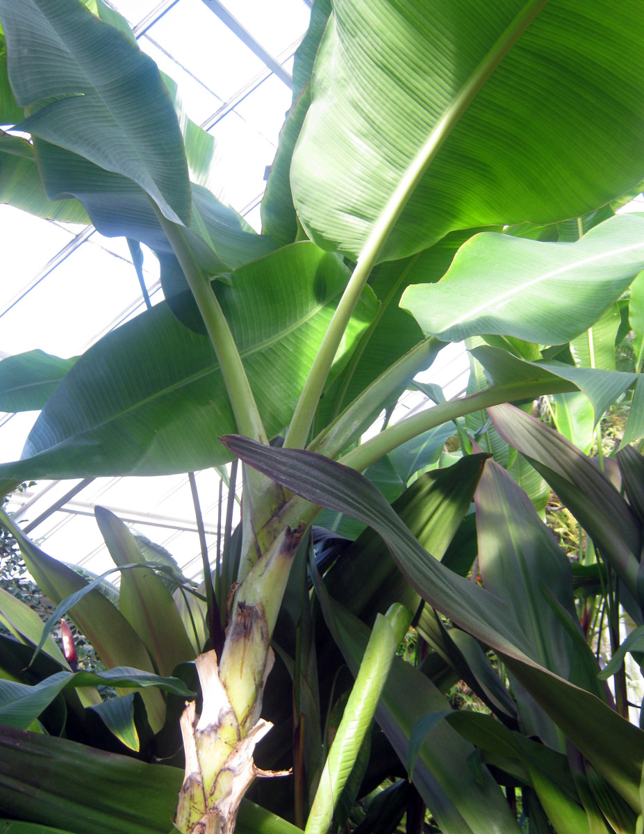 banana-tree-a-pass-around-friendship-plant