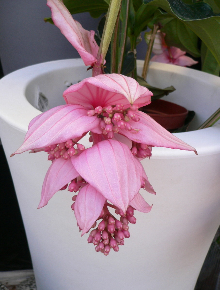 Pink lantern, aka Medinilla magnifica