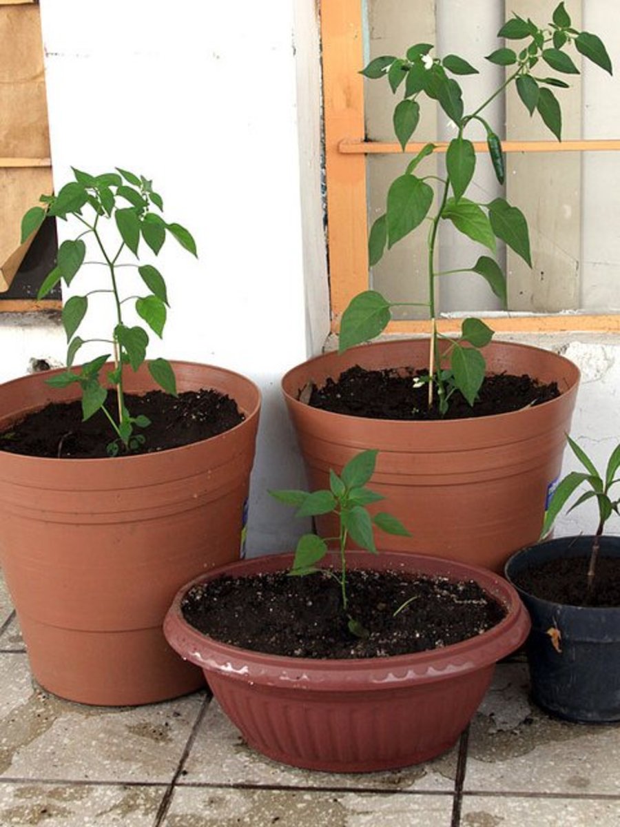 Transplanting with cardboard vs. without. The plants without the cardboard tray grew faster. The two larger plants at the back had no cardboard, the one at the front did. 