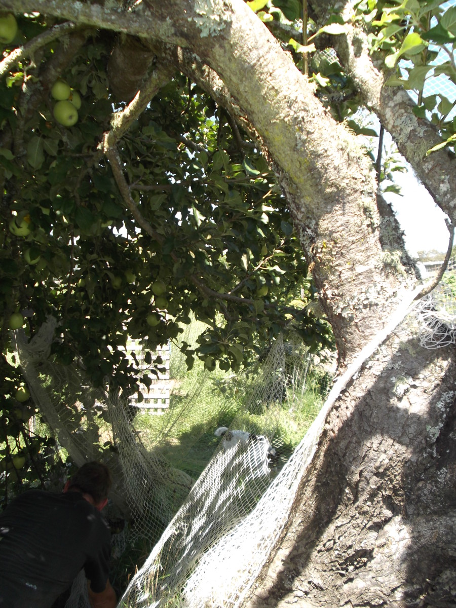 I wish I'd thought to take photos before I had picked bucket loads of apples. :)